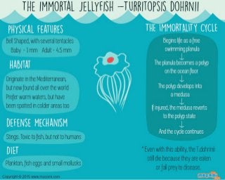 Immortal Jellyfish Facts – Mocomi Kids