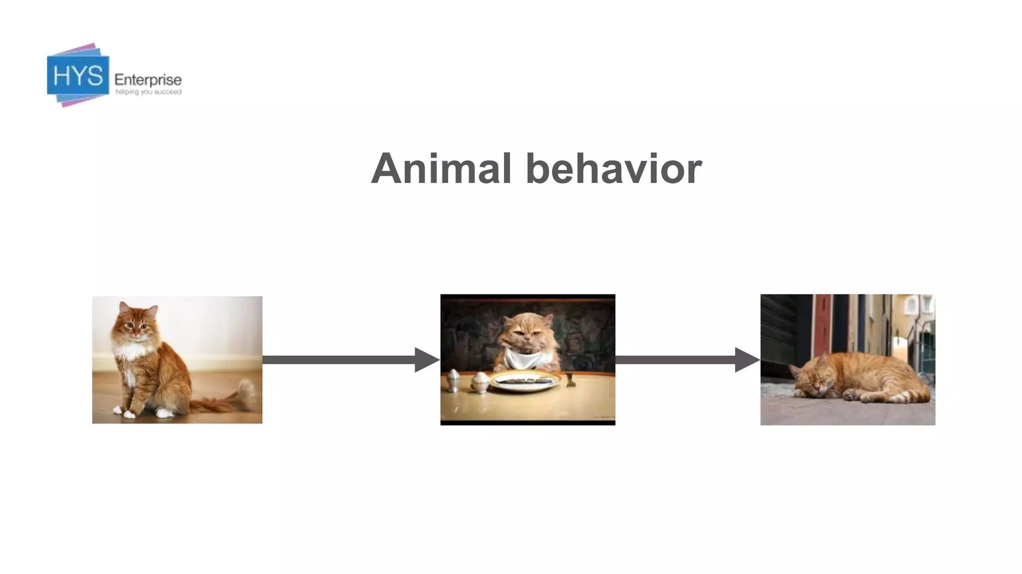Animal behavior
 