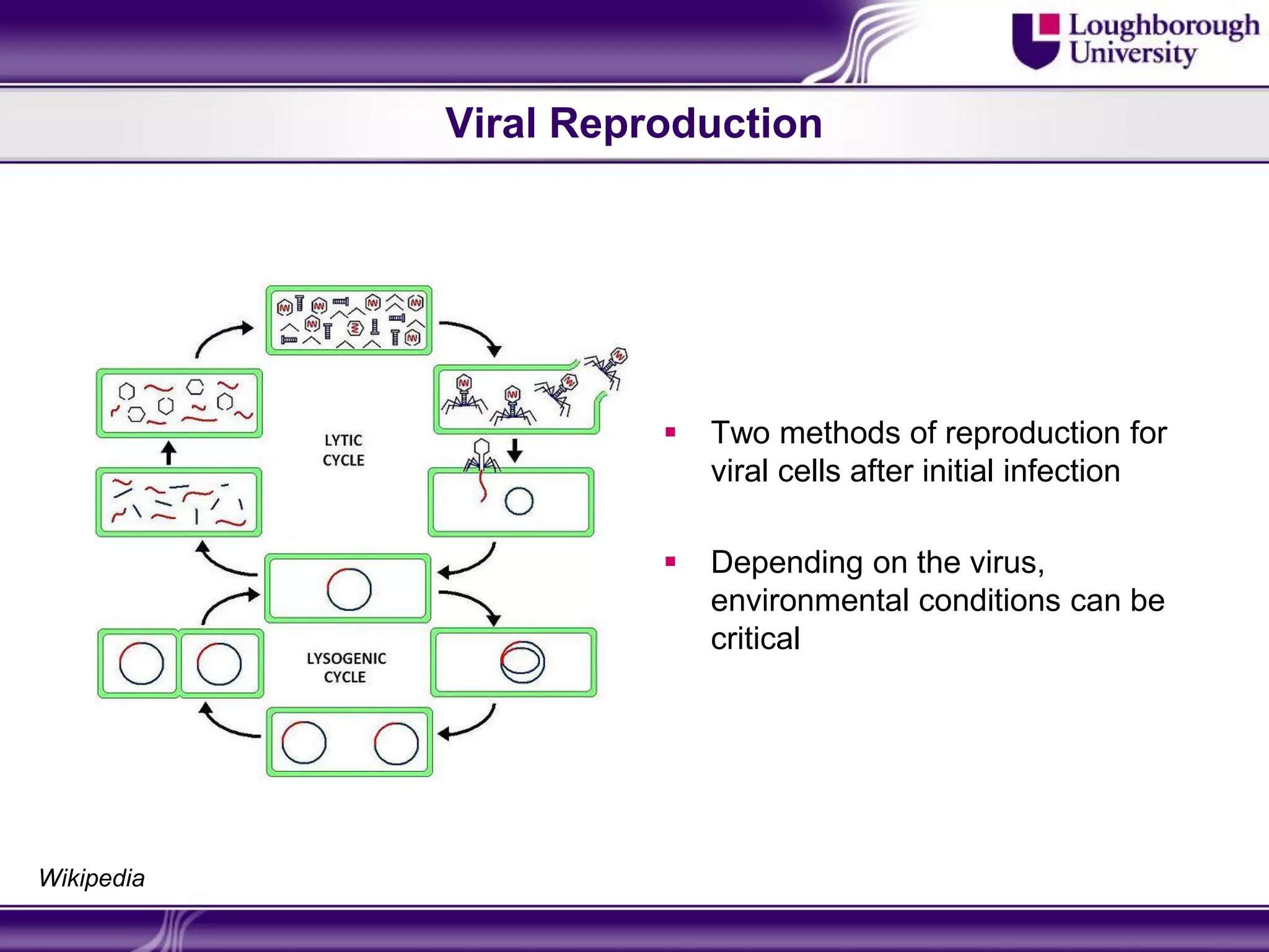 Viral Reproduction




                         Two methods of reproduction for
                          viral cells after initial infection

                         Depending on the virus,
                          environmental conditions can be
                          critical




Wikipedia
 
