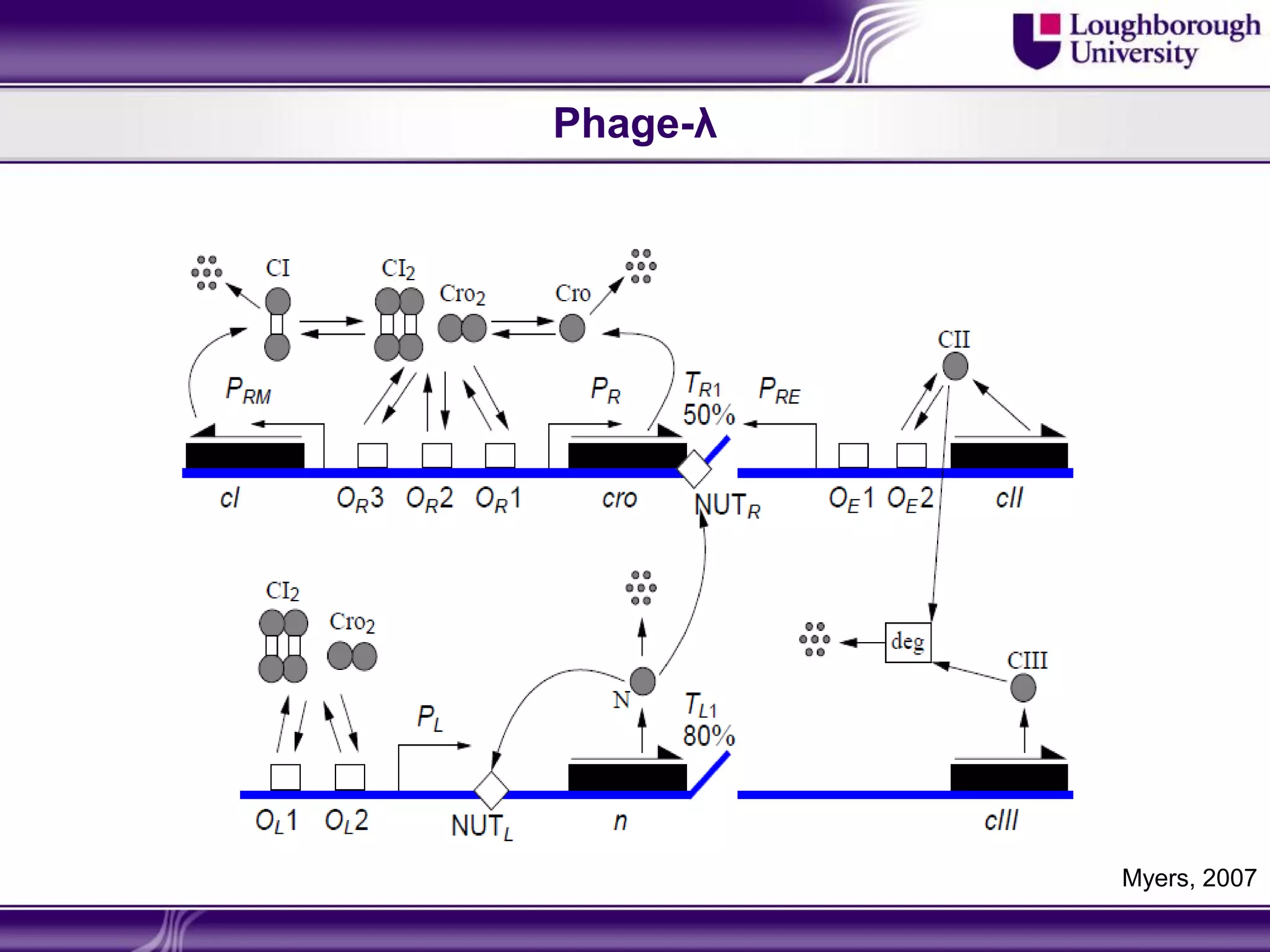 Phage-λ




          Myers, 2007
 