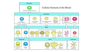 Cellular Elements of the Blood
 