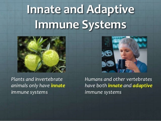 plants immune systems Why is immune system so important it is essential to strengthen the defenses in people who often have chronic infectious processes people in good health should also. plants immune systems Why is immune system so important it is essential to strengthen the defenses in people who often have chronic infectious processes people in good health should also.