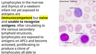 Immune-System- Histology (4).pptx