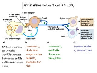 บทบาทของ Helper T cell และ CD4




1.Antigen presenting        2.activated TH     3.activated TH   4.cytokine กระตุ้น
cell (APC) กิน              จับกับ MHC-        แบ่ งตัวเพิ่ม    TH, B cell & TC cell
แบคทีเรียและขนส่ ง          antigen complex    จานวน และ
ชินส่ วนของแบคทีเรีย
   ้                        โดยมี CD4          หลั่ง cytokine
มาที่ผิวเซลล์ ผ่าน class    interleukin-1 มา
II MHC                      ช่ วย
 