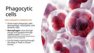 Phagocytic
cells
• Three major phagocytic cells:
Macrophages, neutrophils, and
dendritic cells
• Macrophages move through
tissues and squeeze through
capillary walls. *Can evolve to
cooperate with lymphocytes as part of the
adaptive immune response.
• Can be freely roaming through
the body or fixed in certain
tissues.
 