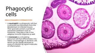 Phagocytic
cells
• A neutrophil is a phagocytic cell that
is attracted via chemotaxis from the
bloodstream to infected tissues.
Their granules contain a variety of
vasoactive mediators such as
histamine. They play a role in the
adaptive immune response as well.
• A monocyte is a circulating
precursor cell that differentiates into
either a macrophage or dendritic cell,
which can be rapidly attracted to
areas of infection by signal molecules
of inflammation.
 