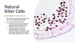Natural
Killer Cells
• NK cells are a type of lymphocyte that
can induce apoptosis(cell death).
• This can be done by two ways:
• NK cells can respond to chemical
signals and eventually sending
apoptotic signal to the cell.
• The granules of the NK cells
release perforins to open a
channel in plasma membrane and
granzymes that goes into the cell
and induce apoptosis from inside.
 