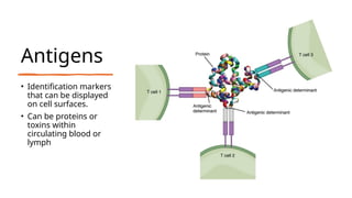 Antigens
• Identification markers
that can be displayed
on cell surfaces.
• Can be proteins or
toxins within
circulating blood or
lymph
 