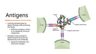Antigens
• Used by lymphocytes to
detect foreign cells entering
the body.
• Without antigens, there
is no adaptive immune
responses.
• Antigens have antigenic
determinants that can be
detected by one antibody.
• Several antibodies can
bind one antigen
 