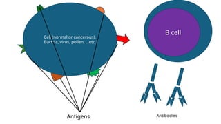 Cell (normal or cancerous),
Bactria, virus, pollen, …etc.
Antigens
B cell
Antibodies
 