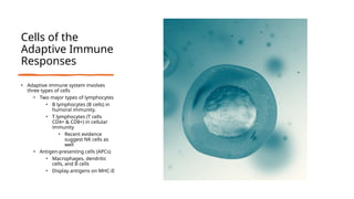 Cells of the
Adaptive Immune
Responses
• Adaptive immune system involves
three types of cells
• Two major types of lymphocytes
• B lymphocytes (B cells) in
humoral immunity.
• T lymphocytes (T cells
CD4+ & CD8+) in cellular
immunity
• Recent evidence
suggest NK cells as
well
• Antigen-presenting cells (APCs)
• Macrophages, dendritic
cells, and B cells
• Display antigens on MHC-II
 