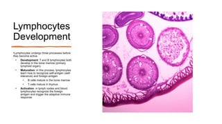 Lymphocytes
Development
•Lymphocytes undergo three processes before
they become active.
• Development: T and B lymphocytes both
develop in the bone marrow (primary
lymphoid organ).
• Maturation: in this process, lymphocytes
learn how to recognize self-antigen (self-
tolerance) and foreign-antigen
• B cells mature in the bone marrow
• T cells mature in thymus
• Activation: in lymph nodes and blood,
lymphocytes recognize the foreign
antigen and trigger the adaptive immune
response
 