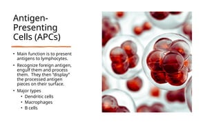 Antigen-
Presenting
Cells (APCs)
• Main function is to present
antigens to lymphocytes.
• Recognize foreign antigen,
engulf them and process
them. They then “display”
the processed antigen
pieces on their surface.
• Major types
• Dendritic cells
• Macrophages
• B cells
 