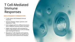 T Cell-Mediated
Immune
Responses
• T cells induce cell mediated immune
response.
• Several subtypes: helper, cytotoxic and
regulatory T cells
• Each subtype performs different functions
and in different locations within the body.
• Helper and cytotoxic cells are based on
CD4 or CD8 markers that a cell can display
upon leaving the thymus.
• Regulatory T cells regulate and suppress
the immune response to not spiral out of
control and cause autoimmune diseases.
 