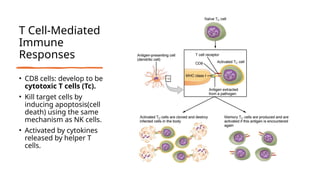 T Cell-Mediated
Immune
Responses
• CD8 cells: develop to be
cytotoxic T cells (Tc).
• Kill target cells by
inducing apoptosis(cell
death) using the same
mechanism as NK cells.
• Activated by cytokines
released by helper T
cells.
 