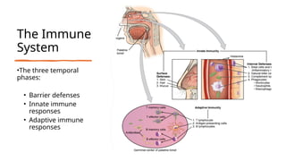 The Immune
System
•The three temporal
phases:
• Barrier defenses
• Innate immune
responses
• Adaptive immune
responses
 