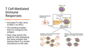 T Cell-Mediated
Immune
Responses
• Activated Tc cells, bind
to MHC-I on APCs.
• This binding enables
them to recognize the
antigen.
• Next, they search the
body for cells displaying
the same antigen and
destroy them in a similar
mechanism to NK cells.
 