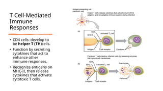 T Cell-Mediated
Immune
Responses
• CD4 cells: develop to
be helper T (TH)cells.
• Function by secreting
cytokines that act to
enhance other
immune responses.
• Recognize antigens on
MHC-II, then release
cytokines that activate
cytotoxic T cells.
 