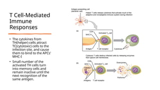 T Cell-Mediated
Immune
Responses
• The cytokines from
TH(helper) cells attract
TC(cytotoxic) cells to the
infection site, and cause
them to bind to the APCs’
MHC-I
• Small number of the
activated TH cells turn
into memory cells and
remain inactive until the
next recognition of the
same antigen.
 