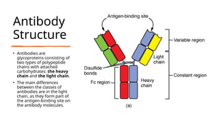 Antibody
Structure
• Antibodies are
glycoproteins consisting of
two types of polypeptide
chains with attached
carbohydrates: the heavy
chain and the light chain.
• The main differences
between the classes of
antibodies are in the light
chain, as they form part of
the antigen-binding site on
the antibody molecules.
 