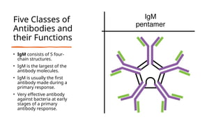 Five Classes of
Antibodies and
their Functions
• IgM consists of 5 four-
chain structures.
• IgM is the largest of the
antibody molecules.
• IgM is usually the first
antibody made during a
primary response.
• Very effective antibody
against bacteria at early
stages of a primary
antibody response.
 