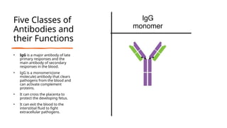 Five Classes of
Antibodies and
their Functions
• IgG is a major antibody of late
primary responses and the
main antibody of secondary
responses in the blood.
• IgG is a monomeric(one
molecule) antibody that clears
pathogens from the blood and
can activate complement
proteins.
• It can cross the placenta to
protect the developing fetus.
• It can exit the blood to the
interstitial fluid to fight
extracellular pathogens.
 