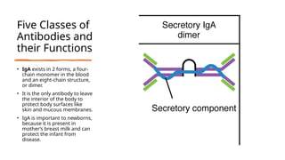 Five Classes of
Antibodies and
their Functions
• IgA exists in 2 forms, a four-
chain monomer in the blood
and an eight-chain structure,
or dimer.
• It is the only antibody to leave
the interior of the body to
protect body surfaces like
skin and mucous membranes.
• IgA is important to newborns,
because it is present in
mother’s breast milk and can
protect the infant from
disease.
 