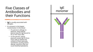 Five Classes of
Antibodies and
their Functions
• IgE is usually associated with
allergies.
• It is present in the lowest
concentration in the blood
• If a person is allergic to
peanuts, there will be
peanut-specific IgE bound to
his or her mast cells.
• In this person, eating
peanuts causes IgE to force
mast cells to release the
content of their granules,
sometimes causing severe
allergic reactions that can
cause death(anaphylaxis).
 