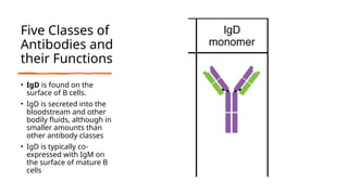 Five Classes of
Antibodies and
their Functions
• IgD is found on the
surface of B cells.
• IgD is secreted into the
bloodstream and other
bodily fluids, although in
smaller amounts than
other antibody classes
• IgD is typically co-
expressed with IgM on
the surface of mature B
cells
 
