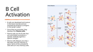 B Cell
Activation
• B cells are developed and mature
in the bone marrow and are
activated by binding to antigens
in the lymph nodes.
• Once they are activated, they
develop into Plasma cells.
• Plasma cells are the B cells that
are committed to produce a
specific antibody against a
specific antigen.
• Plasma cells lifespan are only a
few days until the infection is
gone. Some of the activated B
cells will turn into memory cells.
 