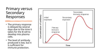 Primary versus
Secondary
Responses
• The primary response
is delayed by several
days due to the time it
takes for the B cell to
develop into plasma
cells.
• The level of antibody
produced is low, but it
is sufficient for
immune protection.
 