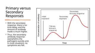 Primary versus
Secondary
Responses
• With the secondary
response, there is no
time delay, and the
amount of antibody
made is much higher.
• Thus, the secondary
antibody response
overwhelms the
pathogens quickly and,
in most situations, no
symptoms are felt.
 