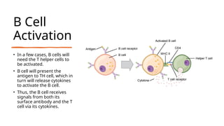 B Cell
Activation
• In a few cases, B cells will
need the T helper cells to
be activated.
• B cell will present the
antigen to TH cell, which in
turn will release cytokines
to activate the B cell.
• Thus, the B cell receives
signals from both its
surface antibody and the T
cell via its cytokines.
 