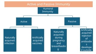 Humoral
Immunity
Active Passive
Naturally
acquired:
infection
Artificially
acquired:
vaccines
Artificially
acquired:
injection
of
antibodie
s
develope
d outside
Naturally
acquired:
during
pregnancy
and
breastfeedin
g
Active and Passive Immunity
 