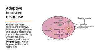 Adaptive
immune
response
•Slower but more
specific and effective.
Involves many cell types
and soluble factors but
is primarily controlled by
white blood cells
(leukocytes) known as
lymphocytes, which
help control immune
responses.
 