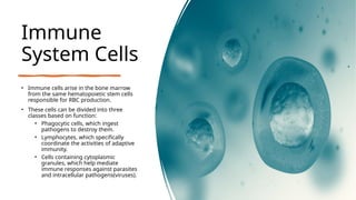 Immune
System Cells
• Immune cells arise in the bone marrow
from the same hematopoietic stem cells
responsible for RBC production.
• These cells can be divided into three
classes based on function:
• Phagocytic cells, which ingest
pathogens to destroy them.
• Lymphocytes, which specifically
coordinate the activities of adaptive
immunity.
• Cells containing cytoplasmic
granules, which help mediate
immune responses against parasites
and intracellular pathogens(viruses).
 