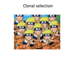 Clonal selection
 