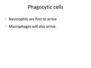 Phagocytic cells
•
Neutrophils are first to arrive
•
Macrophages will also arrive
 