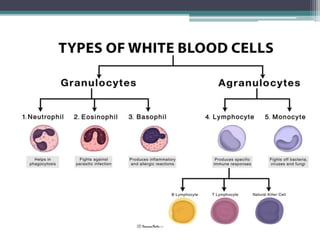 Immunity and Cells of the Immune system.pdf