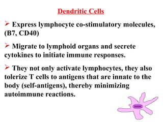 Dendritic Cells
 Express lymphocyte co-stimulatory molecules,
(B7, CD40)
 Migrate to lymphoid organs and secrete
cytokines to initiate immune responses.
 They not only activate lymphocytes, they also
tolerize T cells to antigens that are innate to the
body (self-antigens), thereby minimizing
autoimmune reactions.
 