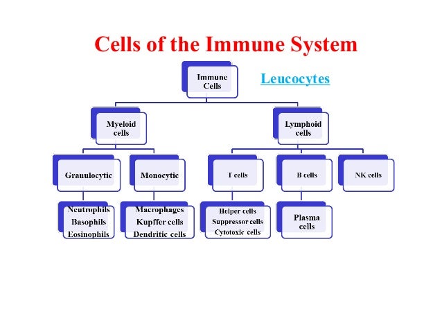 Immune cells 3rd lecture