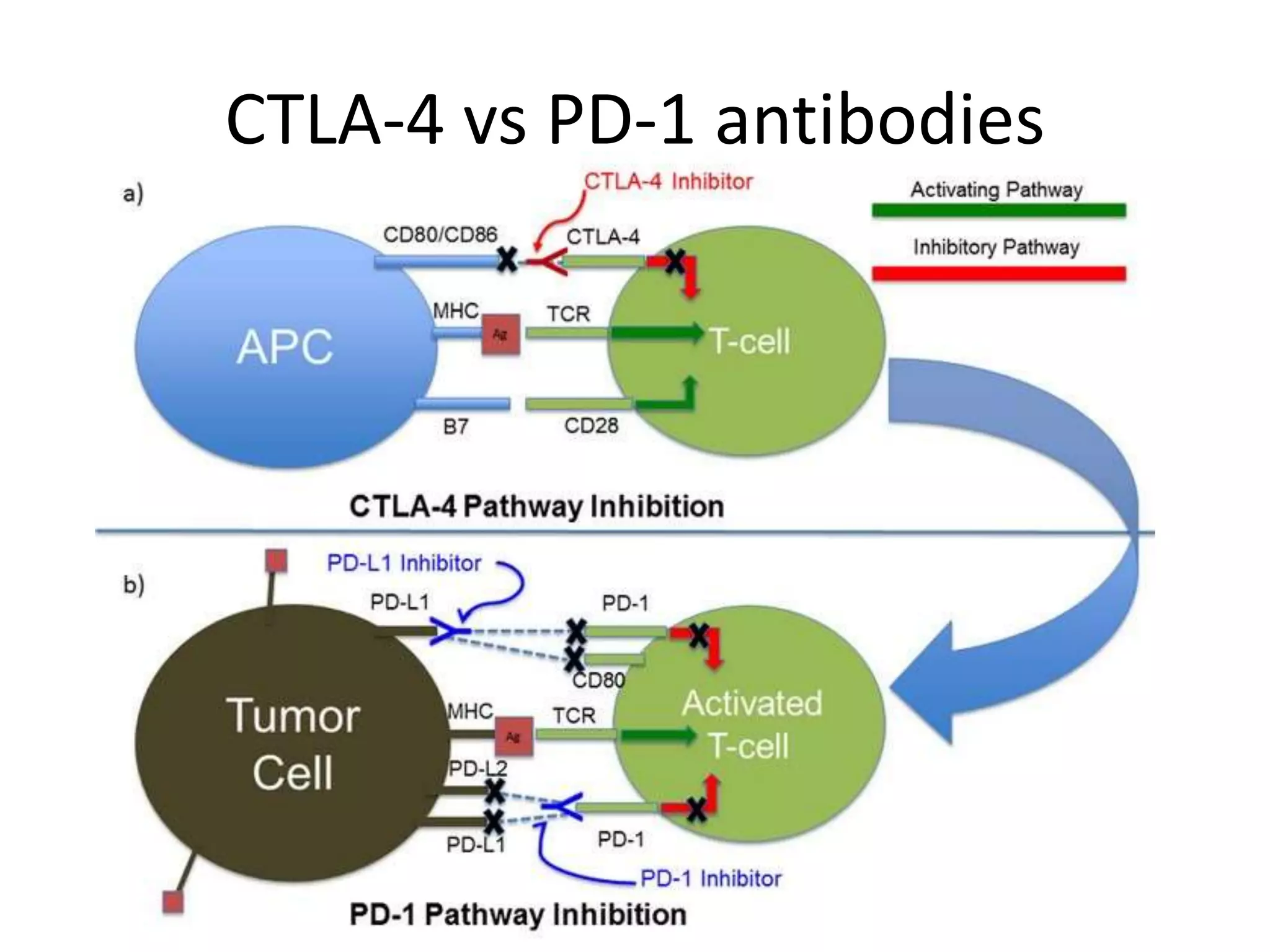 CTLA-4 vs PD-1 antibodies
 