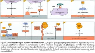 Figure: Avoidance strategies by extracellular bacteria. (a) Capsule gives poor phagocyte adherence.(b) Exotoxin poisons
ph...