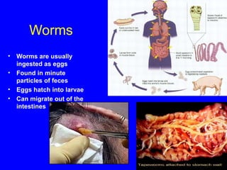 Worms
• Worms are usually
ingested as eggs
• Found in minute
particles of feces
• Eggs hatch into larvae
• Can migrate out of the
intestines
 