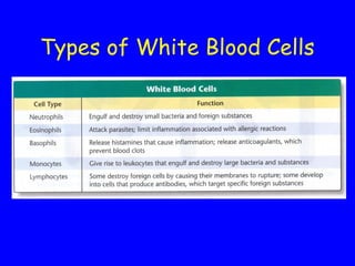 Types of White Blood Cells
 