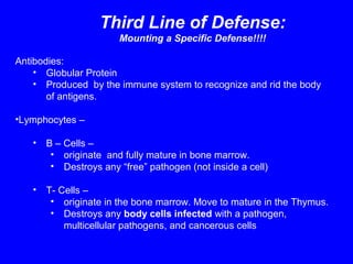 Third Line of Defense:
Mounting a Specific Defense!!!!
Antibodies:
• Globular Protein
• Produced by the immune system to recognize and rid the body
of antigens.
•Lymphocytes –
• B – Cells –
• originate and fully mature in bone marrow.
• Destroys any “free” pathogen (not inside a cell)
• T- Cells –
• originate in the bone marrow. Move to mature in the Thymus.
• Destroys any body cells infected with a pathogen,
multicellular pathogens, and cancerous cells
 