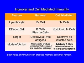 Humoral and Cell Mediated Immunity
Feature Humoral Cell Mediated
Lymphocyte B- Cell T- Cells
Effector Cell B Cells
Plasma Cells
Cytotoxic T- Cells
Target Destroys all free
antigens
Destroys all
infected cells
Mode of Action Plasma cells produce
antibodies that surround
and neutralize pathogen
Cytotoxic T- Cells
release chemicals
that trigger apoptosis
Both types of immunity can produce memory cells that remain.
 