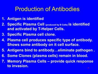 Production of Antibodies
1. Antigen is identified
2. Specific Plasma Cell (produced by B Cells) is identified
and activated by T-Helper Cells.
3. Specific Plasma cell clone.
4. Plasma cell produces specific type of antibody.
Shows some antibody on it cell surface.
5. Antigens bind to antibody…eliminate pathogen .
6. Some Clones (plasma cells) remain in blood.
7. Memory Plasma Cells – provide quick response
to invasion.
 