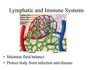 • Maintain fluid balance
• Protect body from infection and disease
Lymphatic and Immune Systems
 