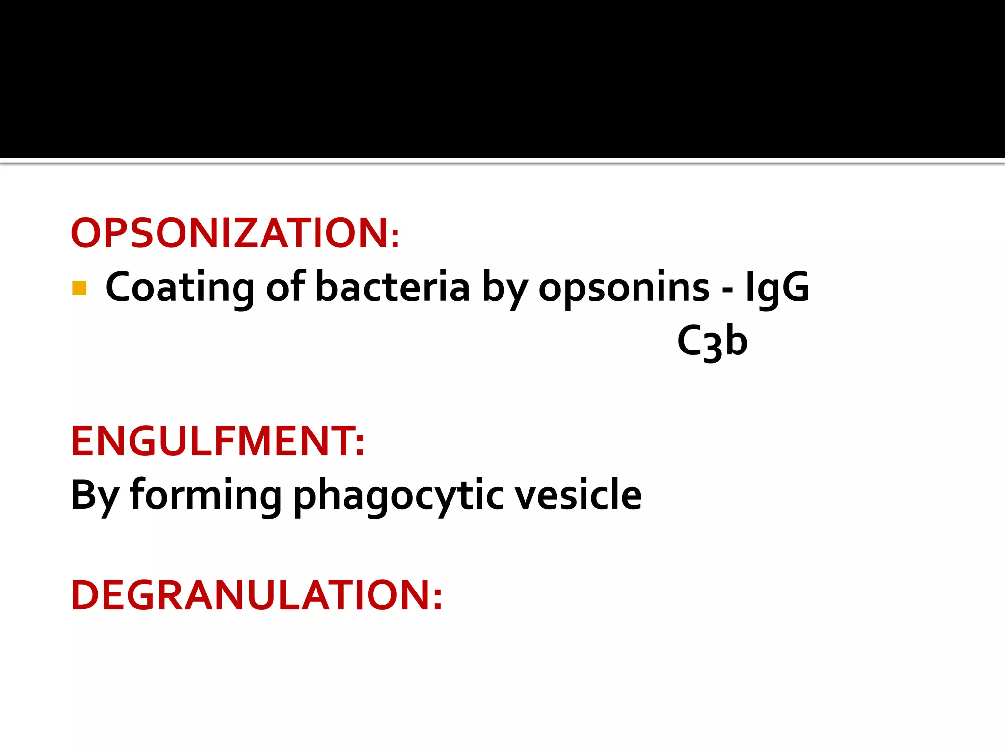 OPSONIZATION: 
 Coating of bacteria by opsonins - IgG 
C3b 
ENGULFMENT: 
By forming phagocytic vesicle 
DEGRANULATION: 
 
